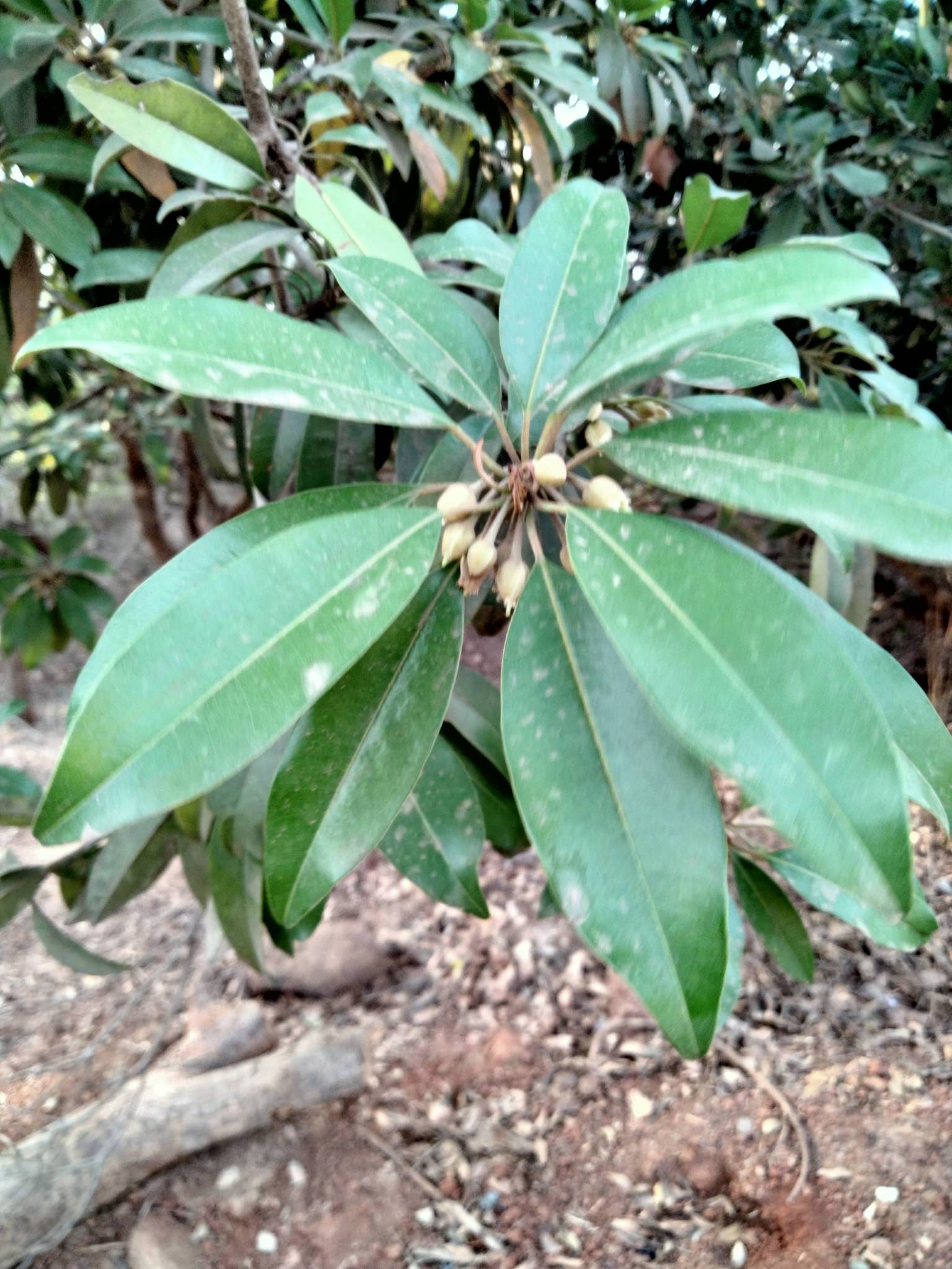 Manilkara zapota